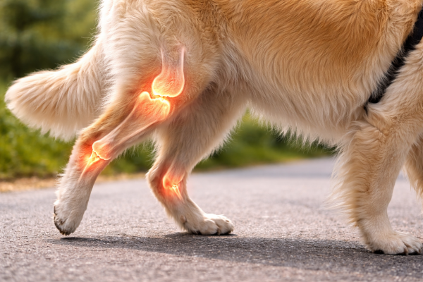 pes se zastavuje a nechce jít